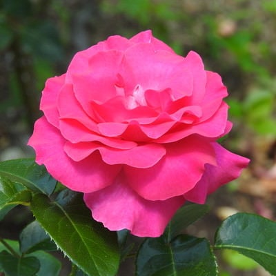 ピンクの薔薇の写真