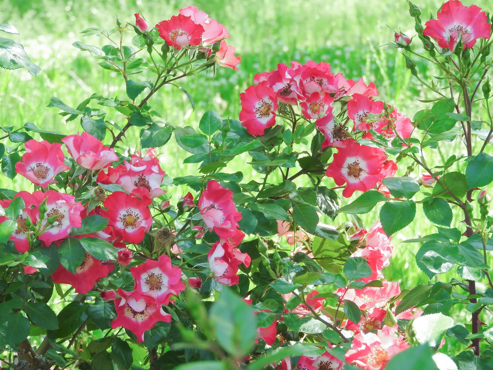 「鮮やかな一重の赤い薔薇」の写真
