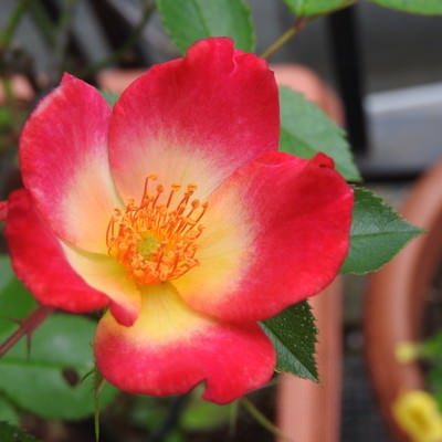 力強く咲く赤い蔓バラ（カクテル）の写真