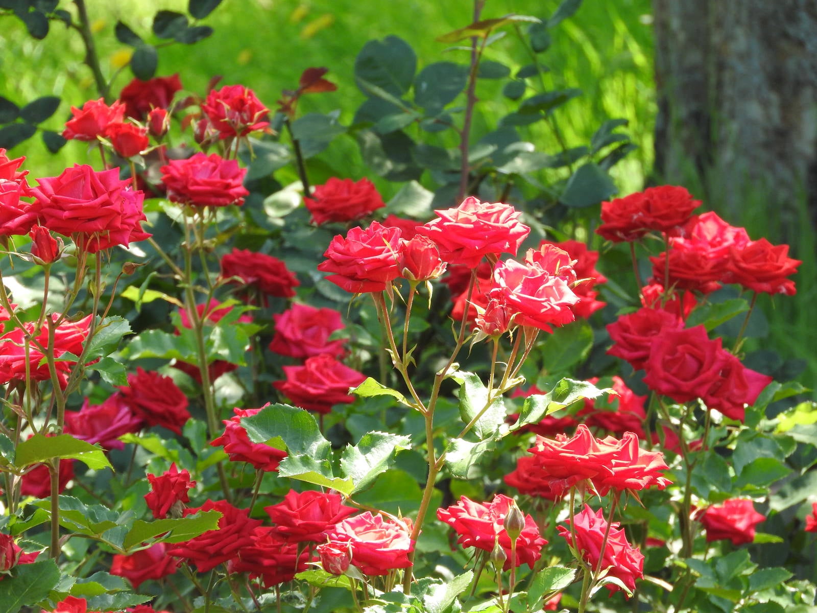 「日を浴びる薔薇の花びら」の写真