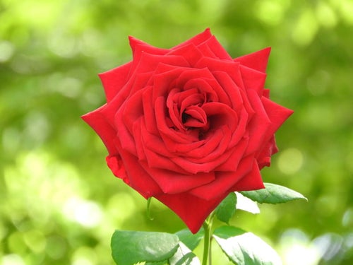 赤い薔薇の花の写真