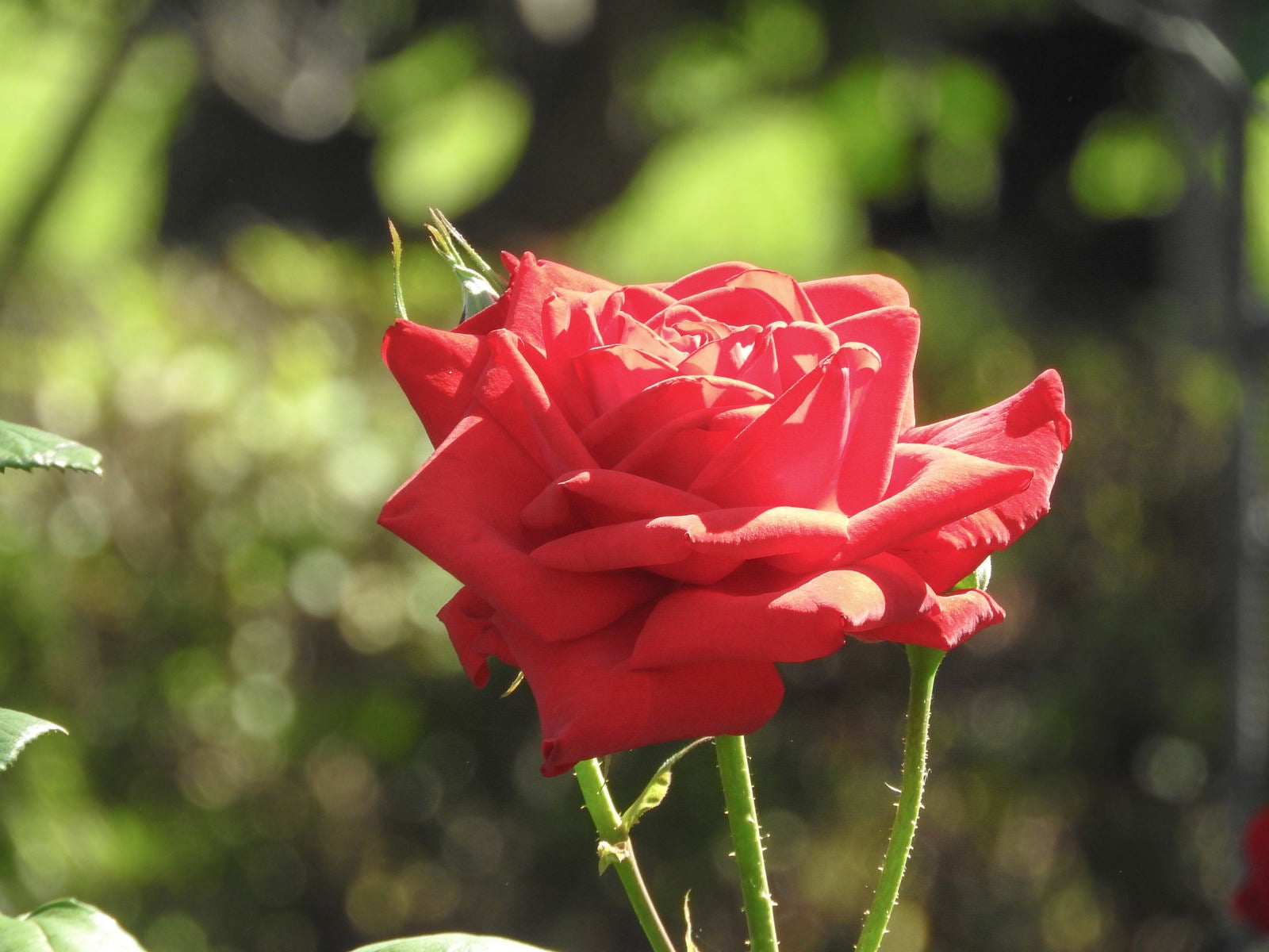 「日を浴びる薔薇」の写真