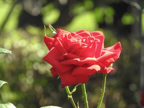 日を浴びる薔薇の写真