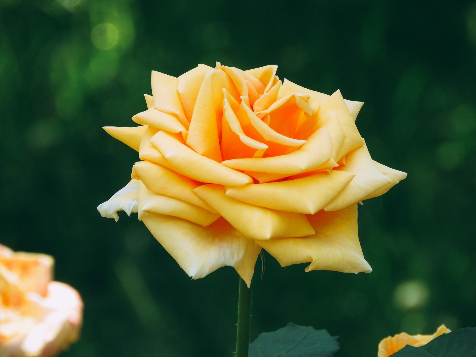 「形の良い黄色い薔薇の花」の写真
