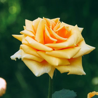 形の良い黄色い薔薇の花の写真