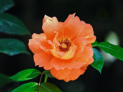 オレンジ色の薔薇の写真