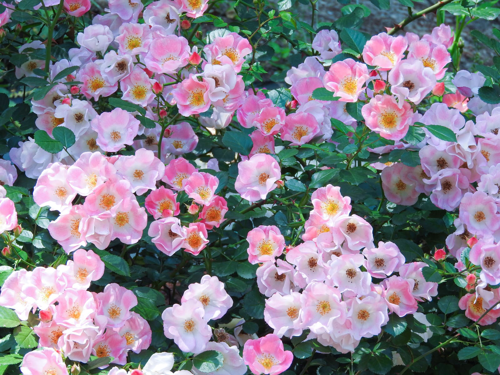 「ピンク一重の薔薇（バラ科）」の写真