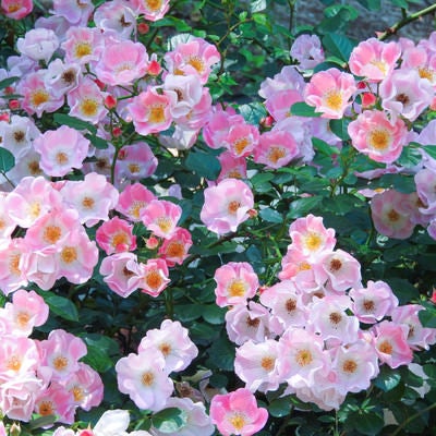 ピンク一重の薔薇（バラ科）の写真