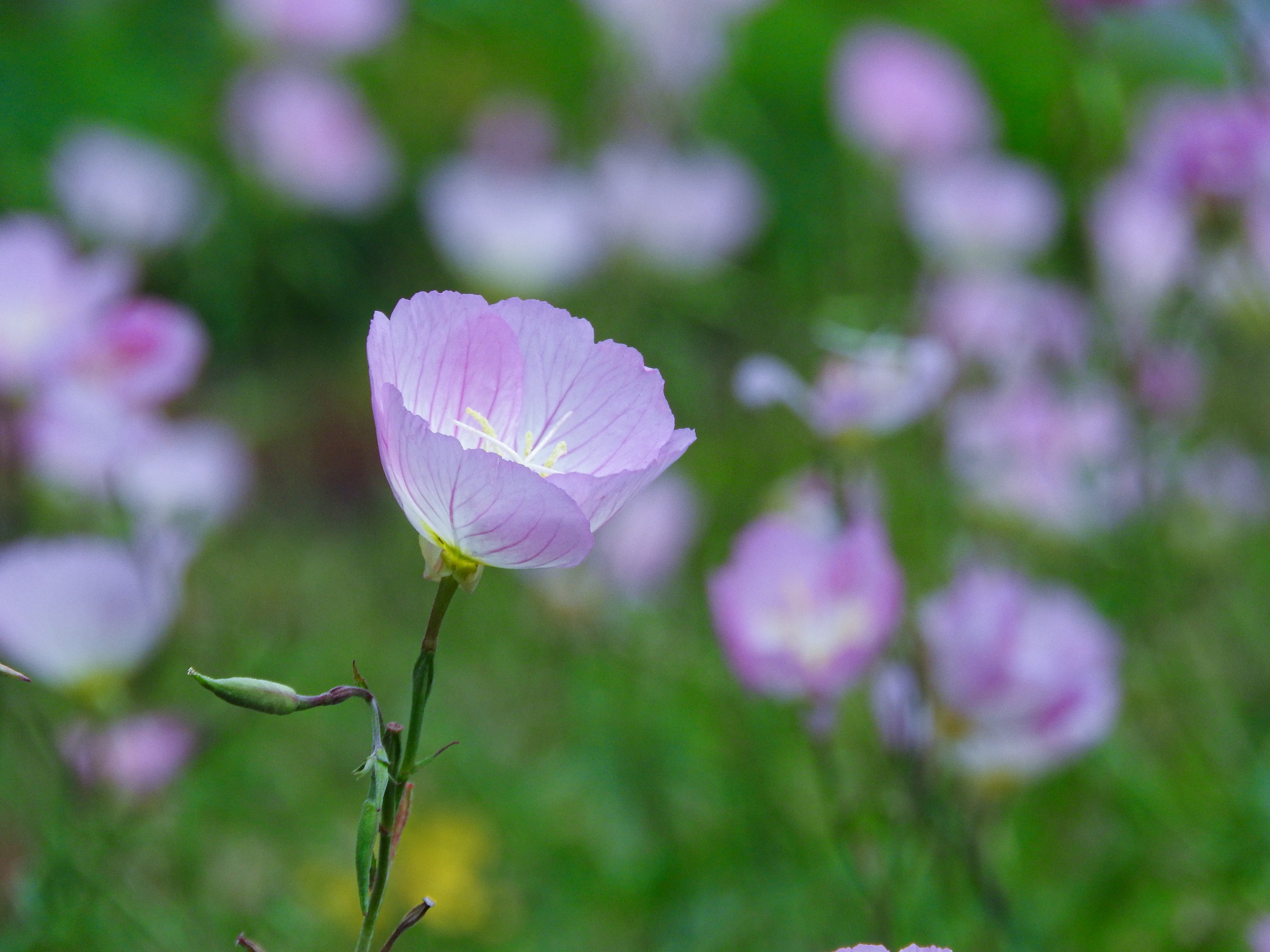 桃色月見草の無料の写真素材 - ID.39000｜フリー素材 ぱくたそ