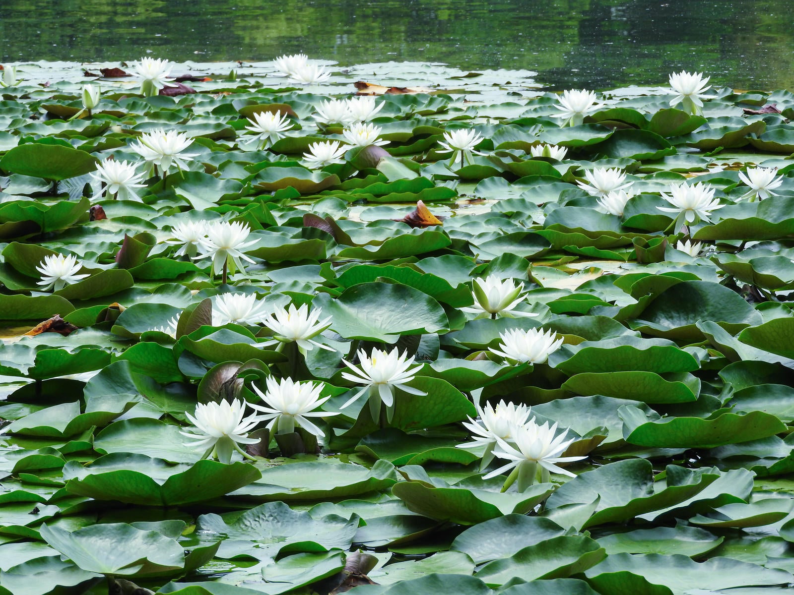 「池に咲く睡蓮」の写真