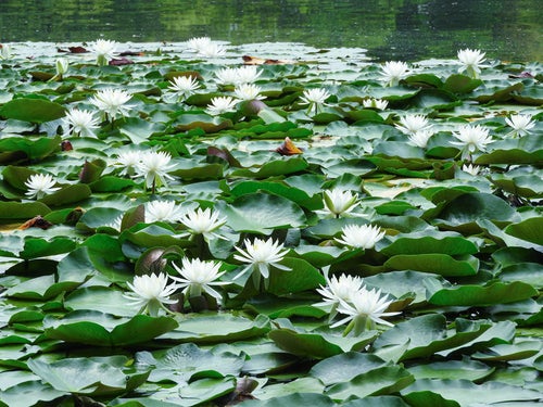 池に咲く睡蓮の写真
