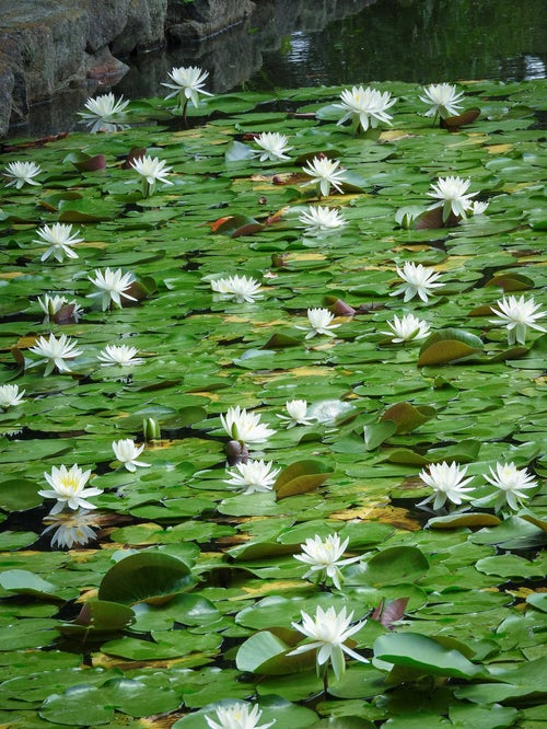 池を覆う葉と睡蓮の花の写真