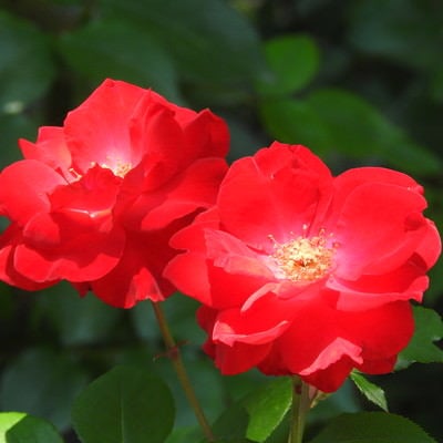 赤く咲く薔薇の写真