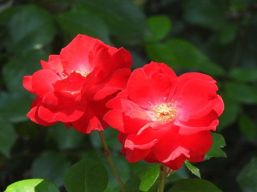 赤く咲く薔薇の写真