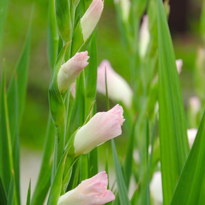 開花を待つグラジオラス（アヤメ科）の写真