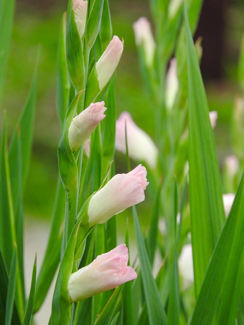 開花を待つグラジオラス（アヤメ科）の写真