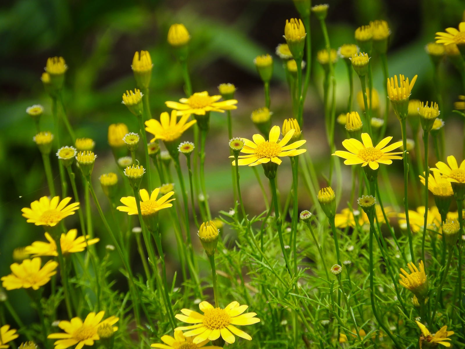 「黄色い小花のダールバーグ デイジー」の写真