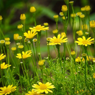 黄色い小花のダールバーグ デイジーの写真