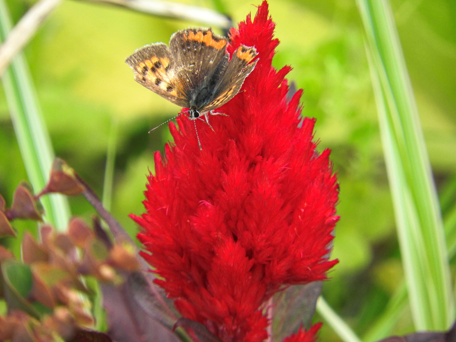 「ヤリゲイトウと蝶」の写真