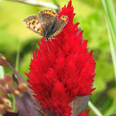 ヤリゲイトウと蝶の写真