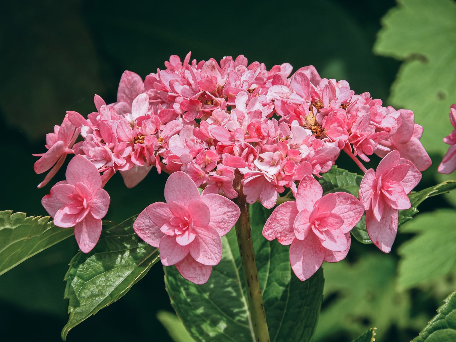 「八重咲のアジサイ」の写真