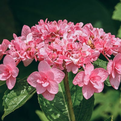 八重咲のアジサイの写真