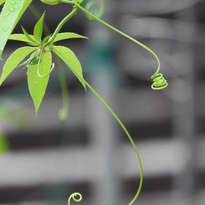 軒にぶら下がったつる植物の写真