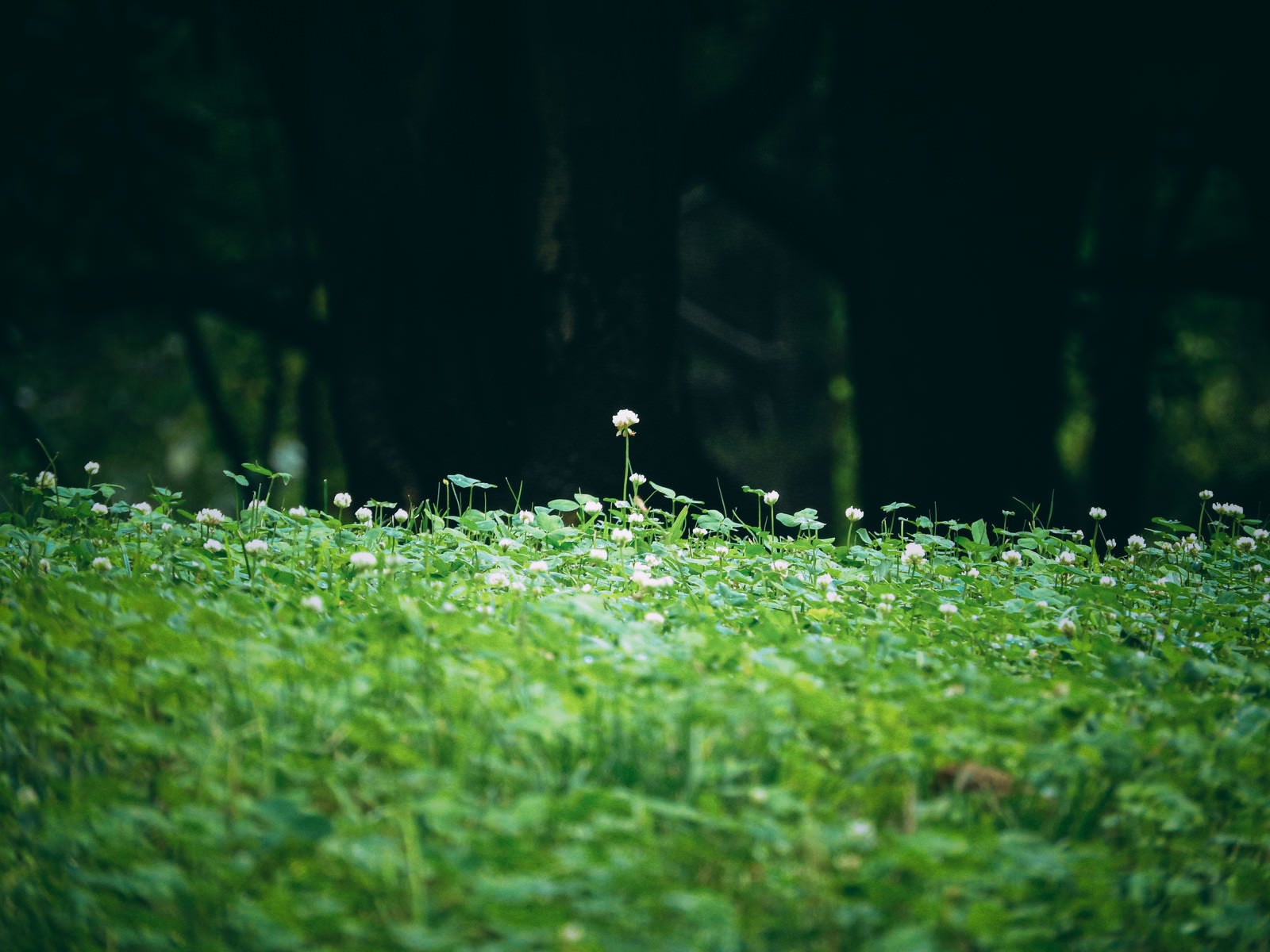「草原に生えるクローバー」の写真