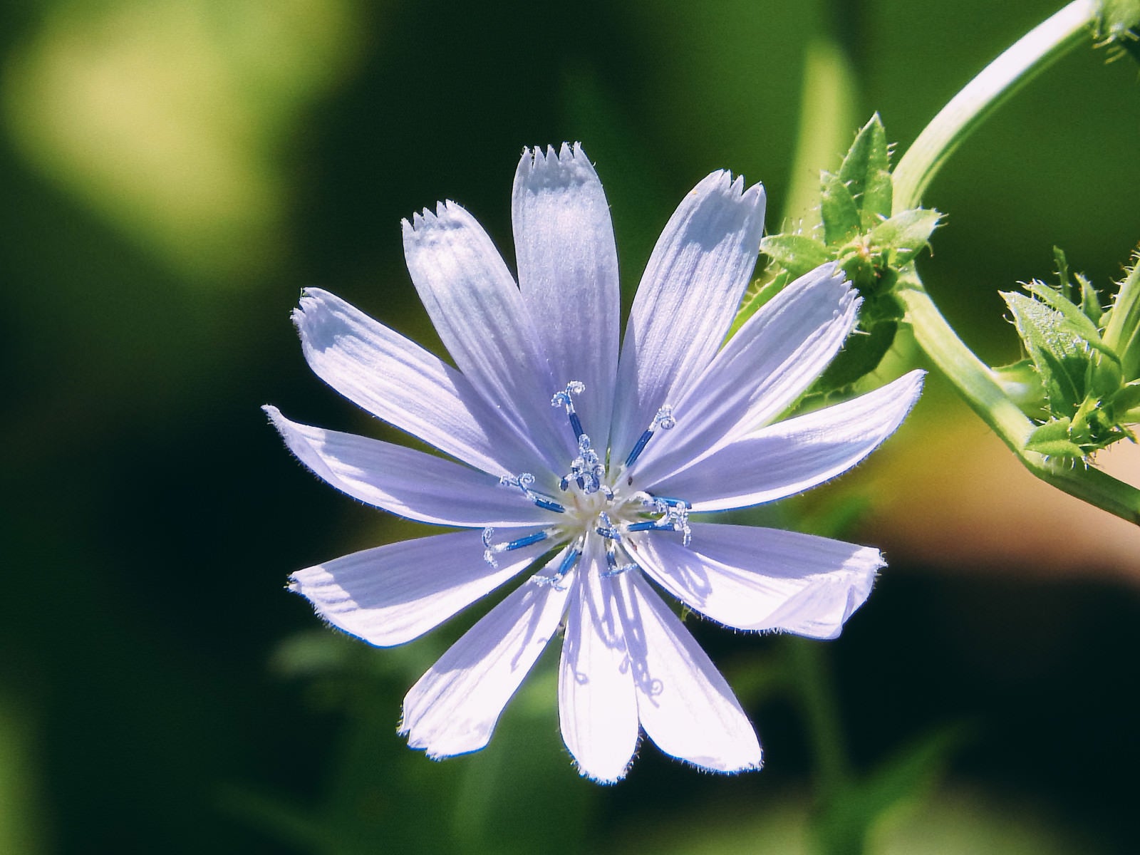 「青紫の花を咲かせるチコリ」の写真