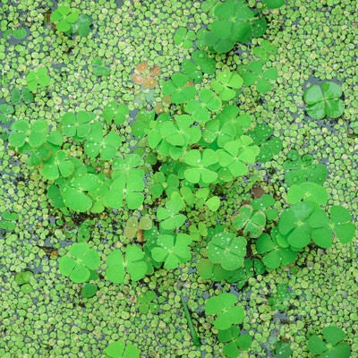 水生植物のデンジソウの写真