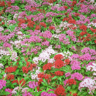 色鮮やかに咲くペンタスの写真