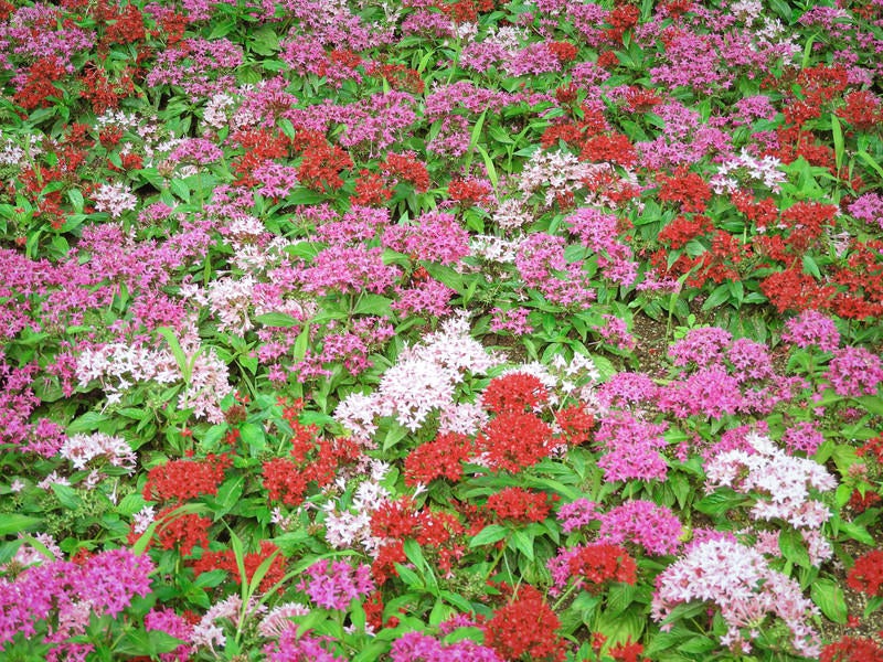 色鮮やかに咲くペンタスの写真