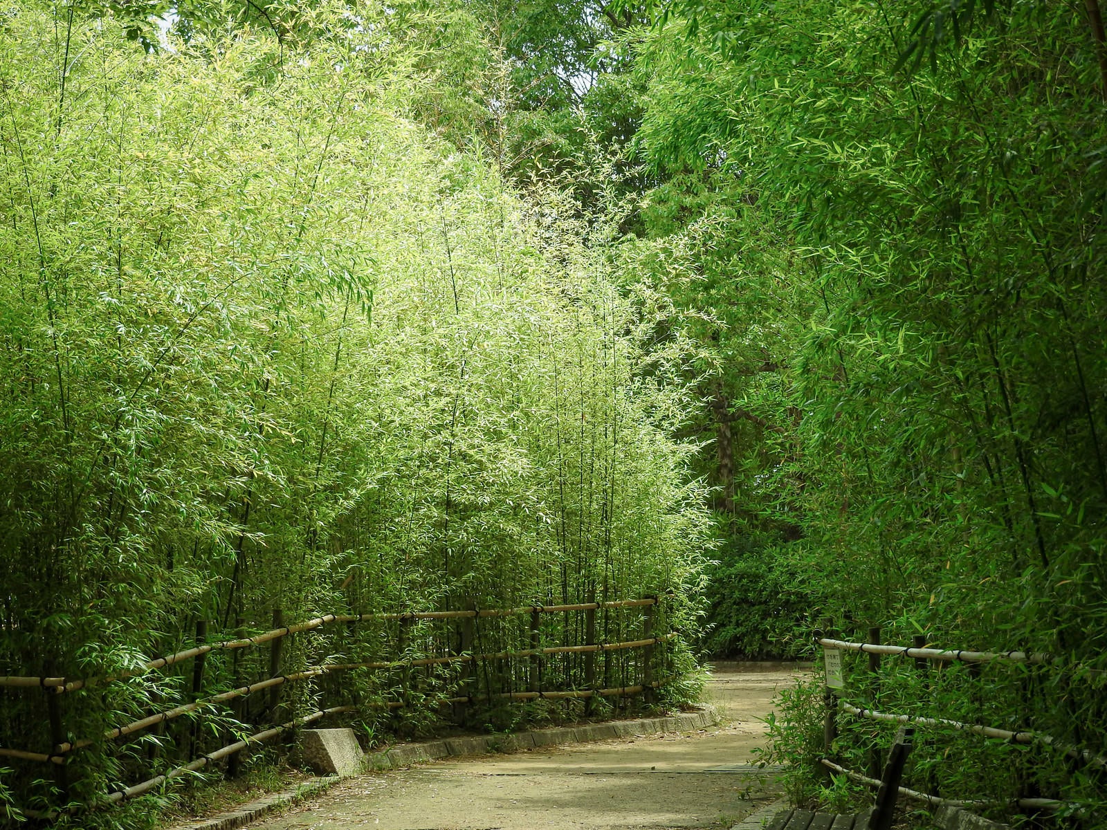 「竹林を抜ける道」の写真