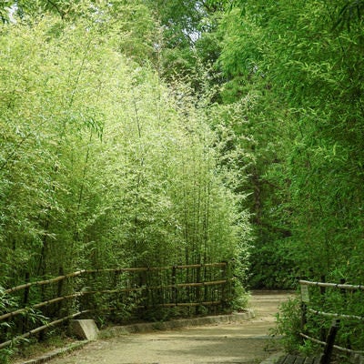 竹林を抜ける道の写真