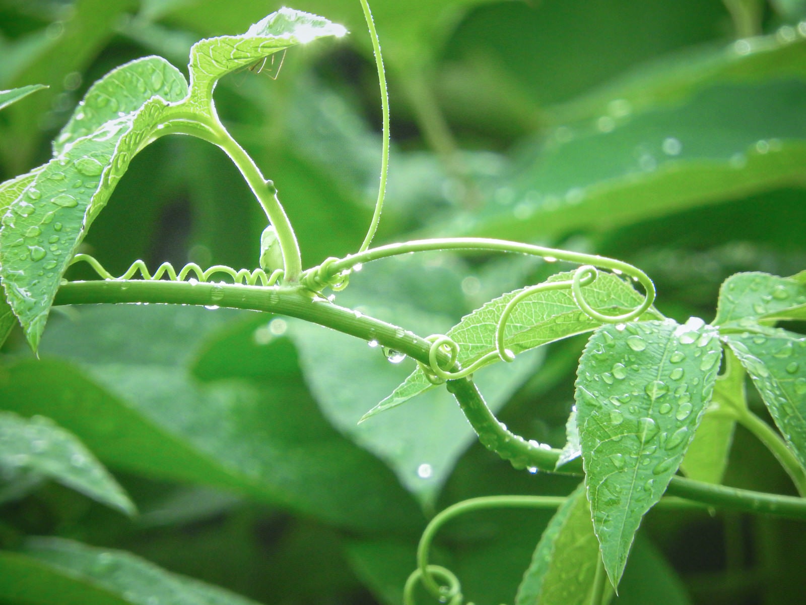 「雨上がりの植物」の写真