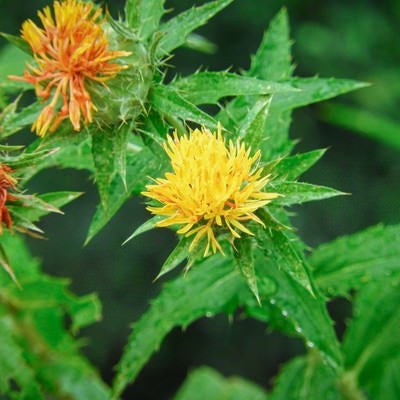 ベニバナの花と刺々しい葉の写真