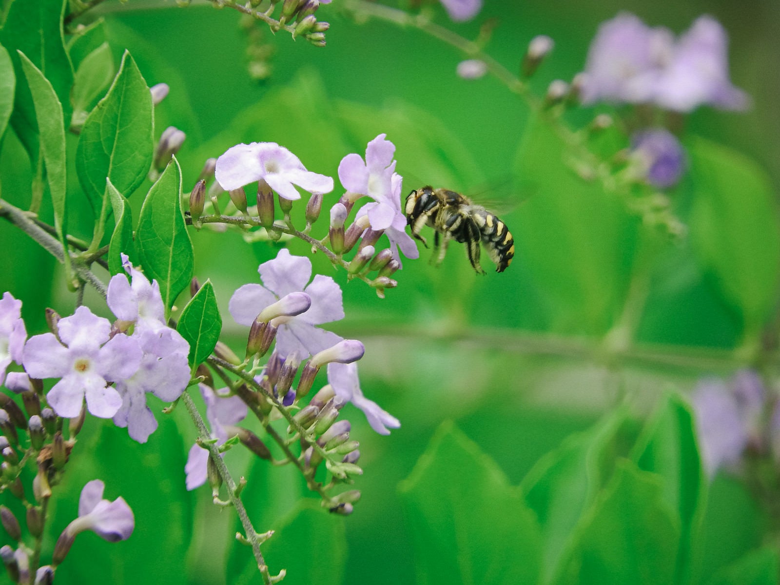 「花の香りに誘われるトモンハナバチ」の写真