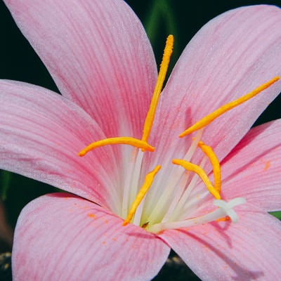 花を広げたゼフィランサス・カリナタの写真