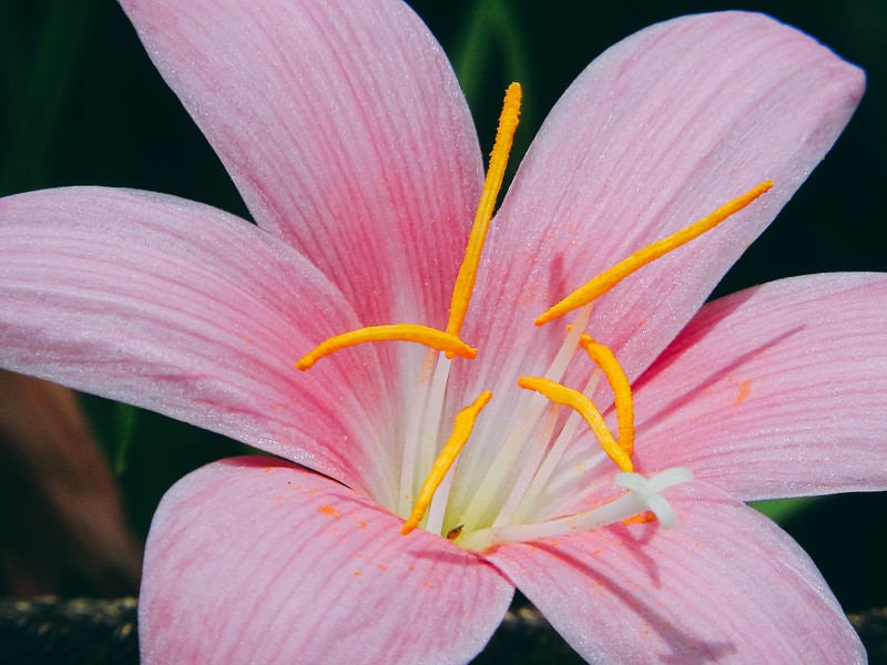 花を広げたゼフィランサス・カリナタの写真