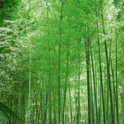 光差し込む竹林の写真