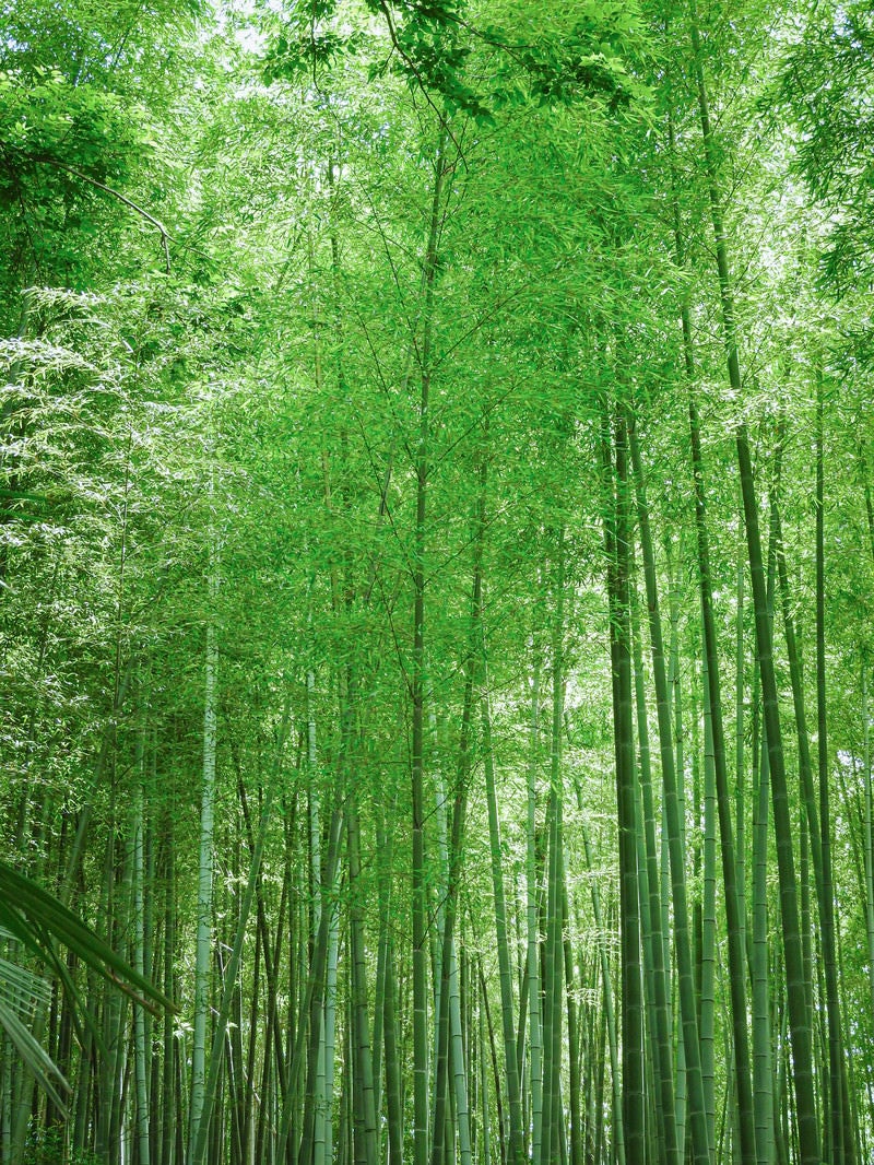 「光差し込む竹林」の写真