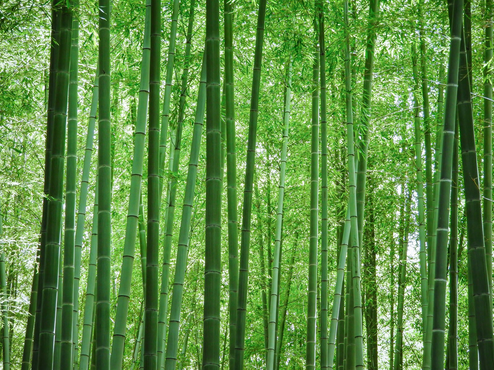 「見渡すばかりの竹林」の写真