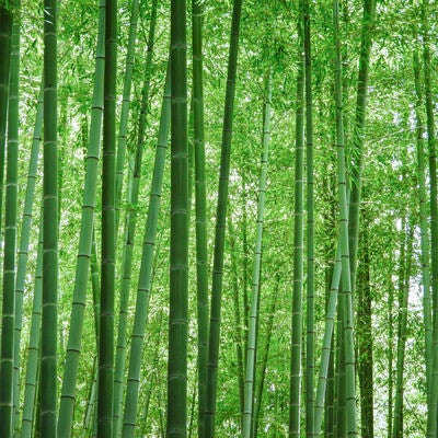 見渡すばかりの竹林の写真