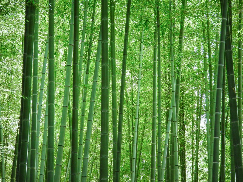 見渡すばかりの竹林の写真