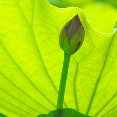 日除けする蓮の蕾の写真