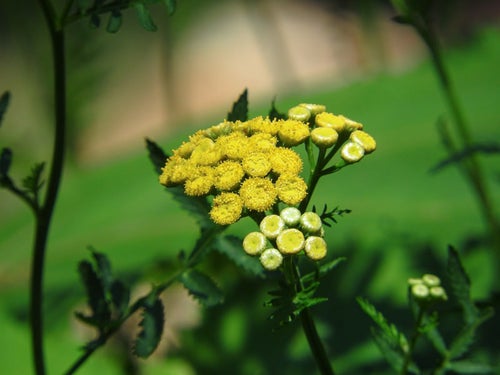 色鮮やかな黄色の花タンジーの写真