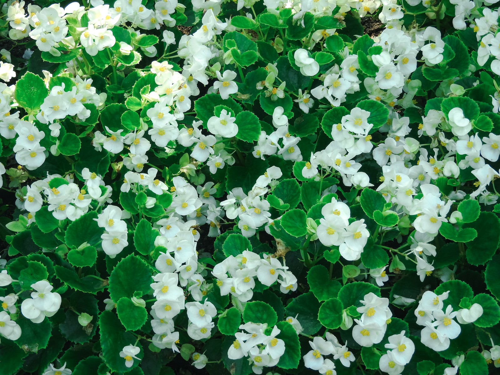 「咲き誇る白いベゴニア」の写真