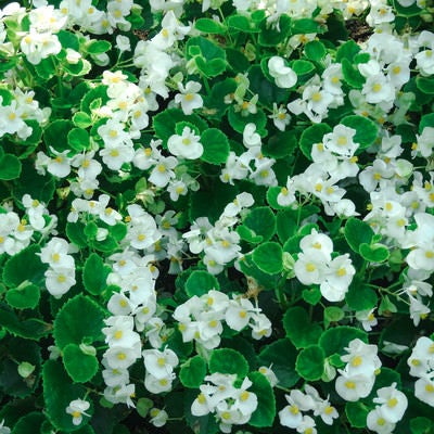 咲き誇る白いベゴニアの写真