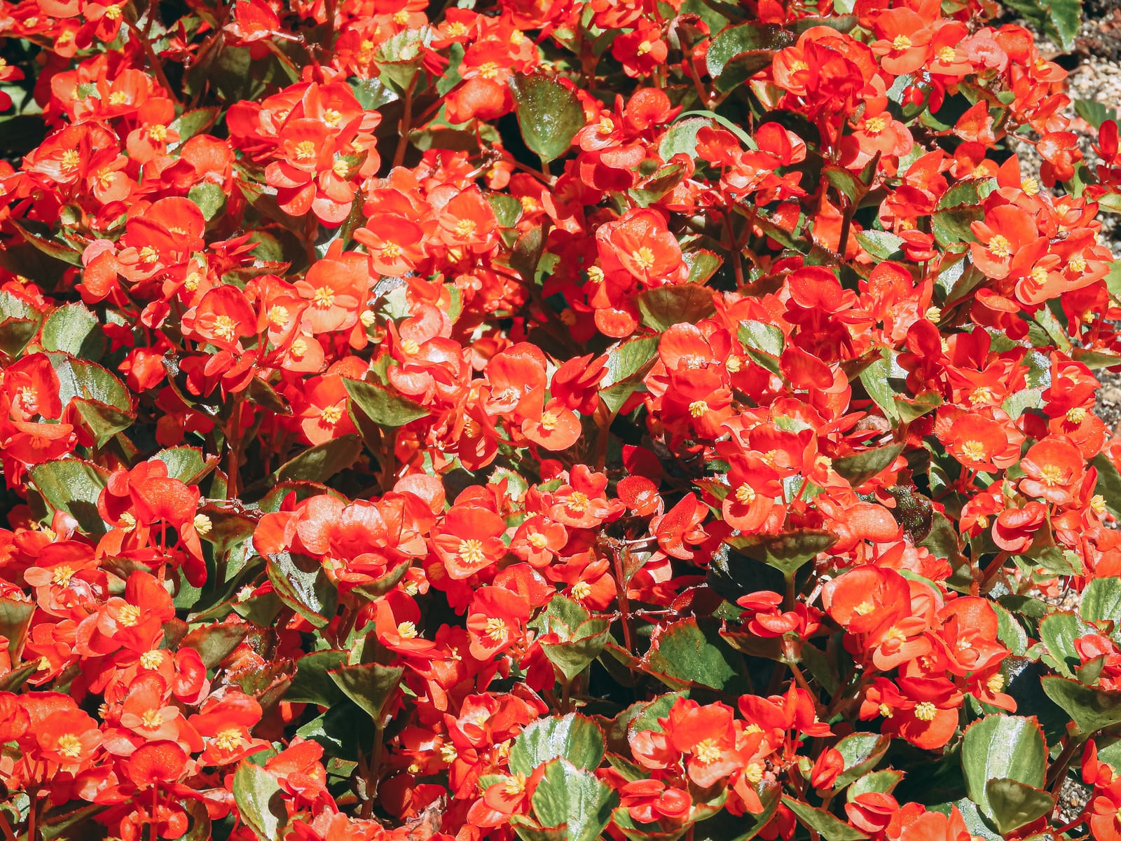 「一面に咲く赤いベゴニア」の写真