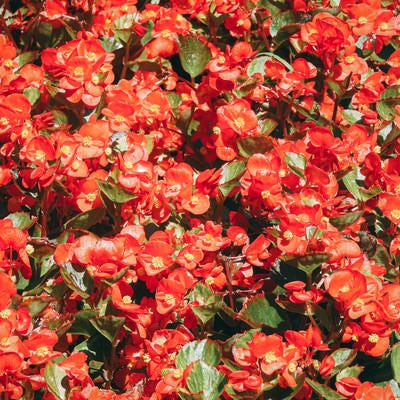 一面に咲く赤いベゴニアの写真